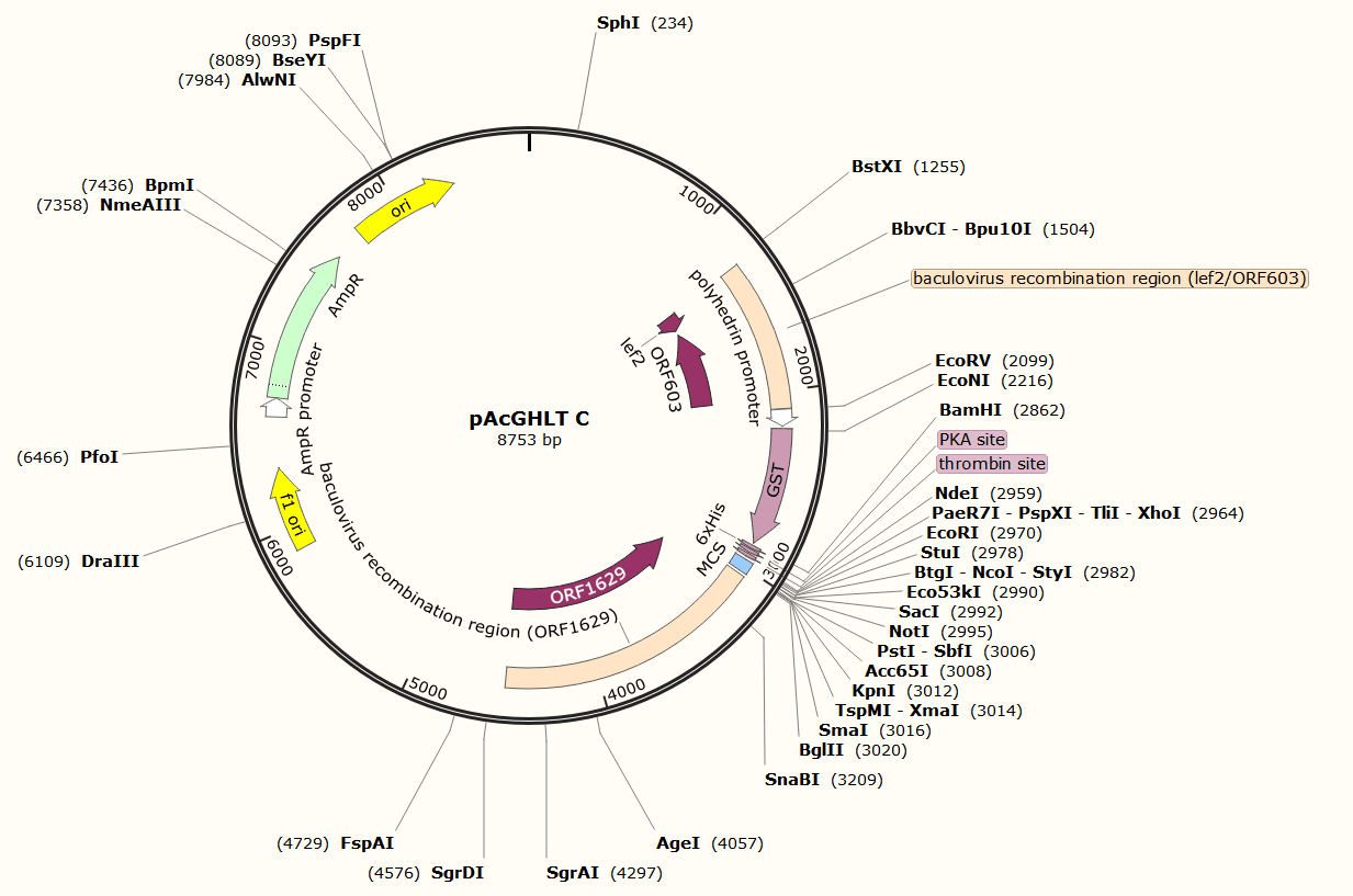 pAcGHLT C载体图谱